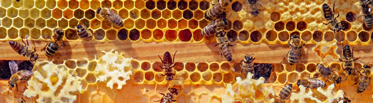 The AI Honey Bee Dance